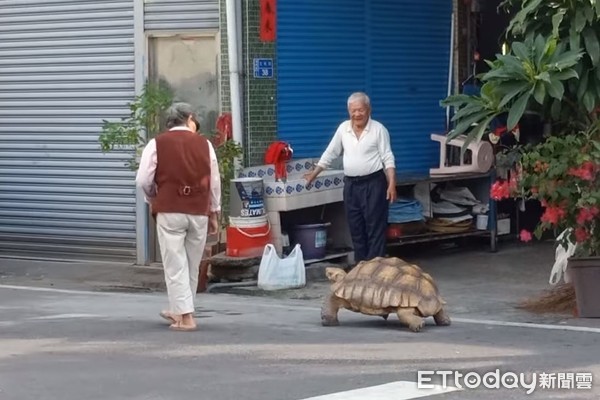 ▲▼阿嬤養的烏龜。（圖／網友楊楚瑜授權提供）