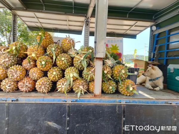 ▲▼新聘工讀生陪老闆賣水果　躺車上「從頭睡到尾」笑翻客人。（圖／網友董育岑授權提供）