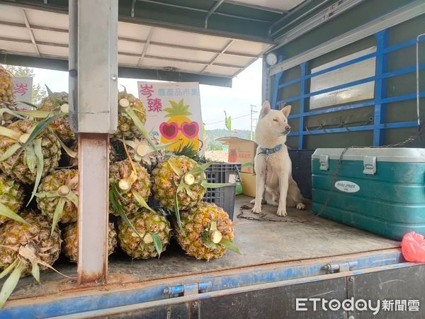 ▲▼新聘工讀生陪老闆賣水果　躺車上「從頭睡到尾」笑翻客人。（圖／網友董育岑授權提供）