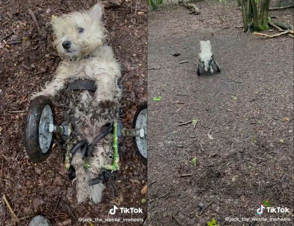 ▲狗狗患脊髓癌「林間飆車」　輪椅翻倒大聲呼叫...獲救繼續衝。（圖／翻攝自Tiktok／@jack_the_westie_inwheels）