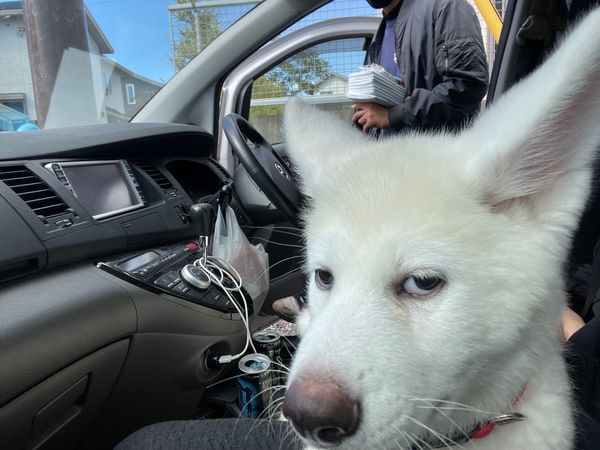 ▲▼小秋田犬出去玩「開心→翻白眼」拒下車　鄙視眼神笑翻8萬人。（圖／翻攝自Twitter:ch17293037）