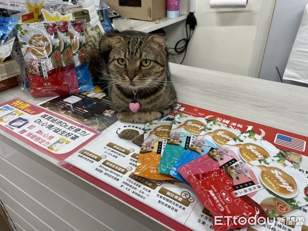 ▲貓店長躲角落偷看　下秒撲向「人體逗貓棒」肉球狂撥笑噴店員。（圖／東森寵物雲宜蘭新生店提供）