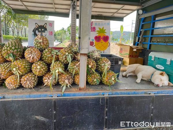 ▲▼白柴跳進鳳梨籃裡被刺到臉超臭。（圖／網友董育岑授權提供）