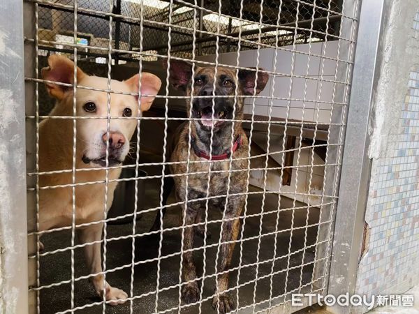 ▲▼寵物雲車車載飼料歲末送暖！　板收黑狗妹「搶先驗貨」萌翻。（圖／記者何睿宜攝）