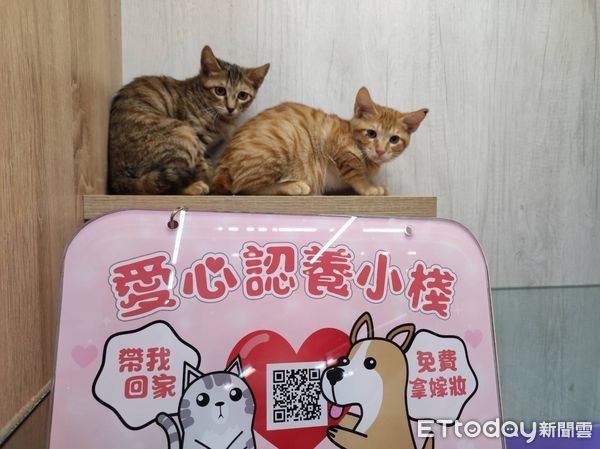 ▲▼寵物雲車車載飼料歲末送暖！　板收黑狗妹「搶先驗貨」萌翻。（圖／東森寵物雲提供）