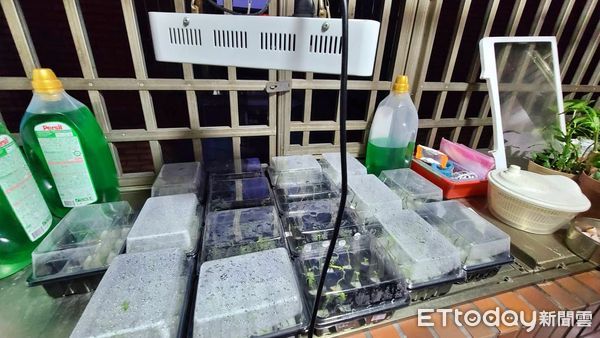 ▲基隆空屋黑布遮窗種186株大麻 他被逮瞎扯「網學自種」自己用。（圖／記者郭世賢翻攝）