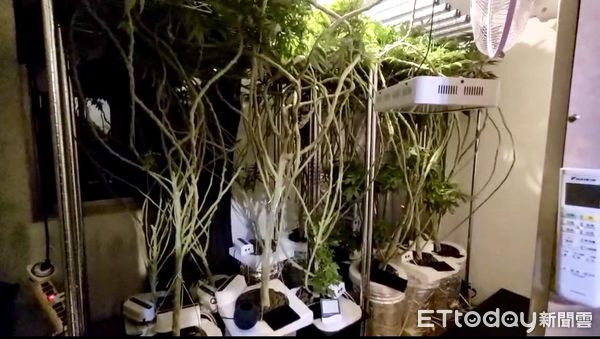 ▲基隆空屋黑布遮窗種186株大麻 他被逮瞎扯「網學自種」自己用。（圖／記者郭世賢翻攝）