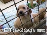 退役海關犬Monica幼年。（圖／飼主陳舜智提供）