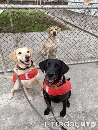 海關犬退役回家。（圖／飼主陳舜智提供）