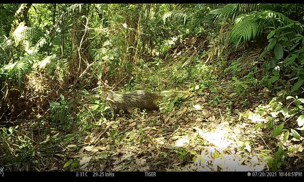 ▲二級保育類「圓胖藍腹鷴」四獸山現蹤　本尊「深藍漸層長尾」美翻。（圖／大地處提供）