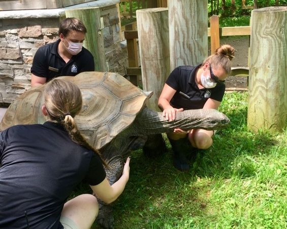 巨大象龜做斷層掃描。（圖／翻攝自Binder Park Zoo）