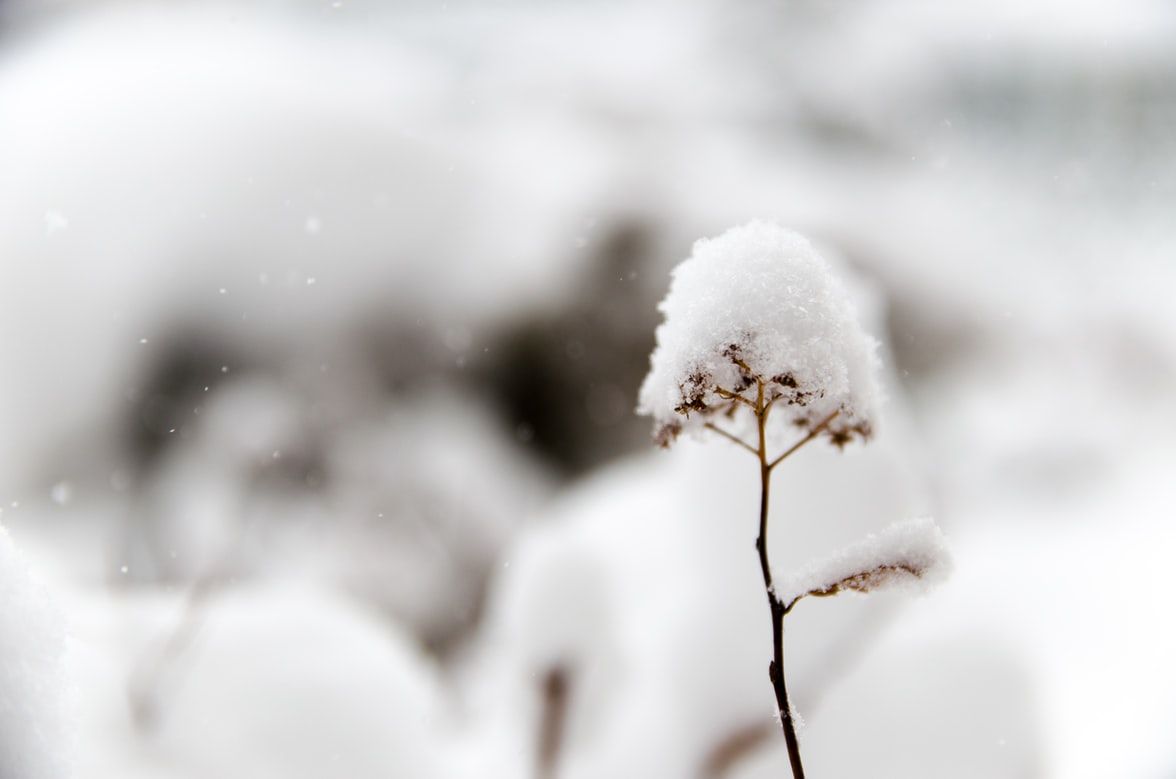 ▲雪、節氣  。（圖／翻攝自unsplash）