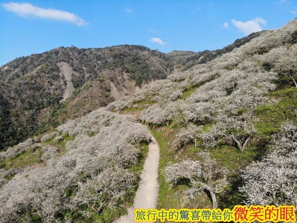 ▲▼賴家古厝梅園。（圖／微笑的眼授權提供，下同，請勿隨意翻攝以免侵權）