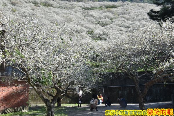 ▲▼賴家古厝梅園。（圖／微笑的眼授權提供，下同，請勿隨意翻攝以免侵權）