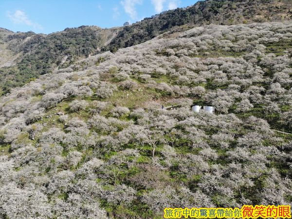 ▲▼賴家古厝梅園。（圖／微笑的眼授權提供，下同，請勿隨意翻攝以免侵權）