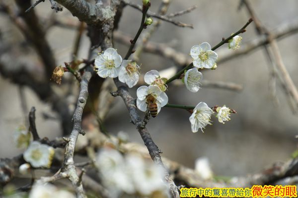 ▲▼賴家古厝梅園。（圖／微笑的眼授權提供，下同，請勿隨意翻攝以免侵權）