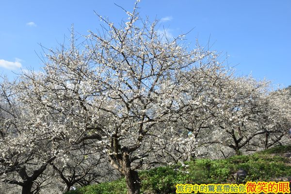 ▲▼賴家古厝梅園。（圖／微笑的眼授權提供，下同，請勿隨意翻攝以免侵權）