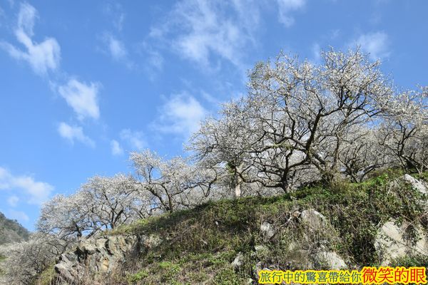 ▲▼賴家古厝梅園。（圖／微笑的眼授權提供，下同，請勿隨意翻攝以免侵權）