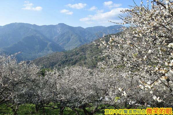 ▲▼賴家古厝梅園。（圖／微笑的眼授權提供，下同，請勿隨意翻攝以免侵權）