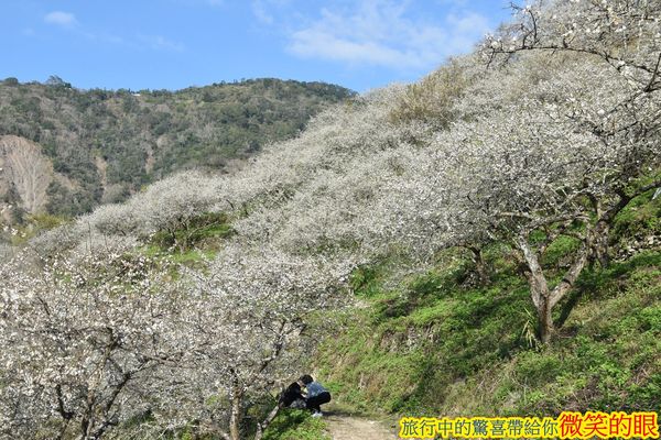 ▲▼賴家古厝梅園。（圖／微笑的眼授權提供，下同，請勿隨意翻攝以免侵權）