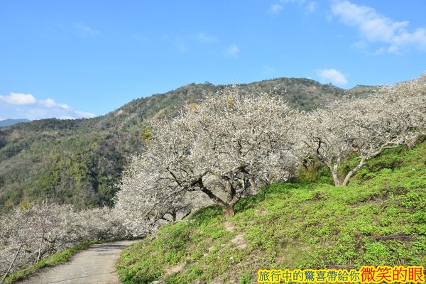 ▲▼賴家古厝梅園。（圖／微笑的眼授權提供，下同，請勿隨意翻攝以免侵權）