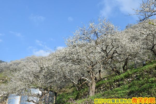 ▲▼賴家古厝梅園。（圖／微笑的眼授權提供，下同，請勿隨意翻攝以免侵權）