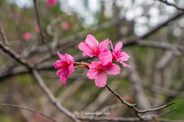 ▲▼水碓觀景公園。（圖／跟著領隊玩授權提供，下同，請勿隨意翻攝以免侵權）