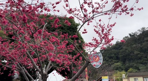 ▲▼台中賞櫻玩樂園。（圖／麗寶樂園渡假園區提供）