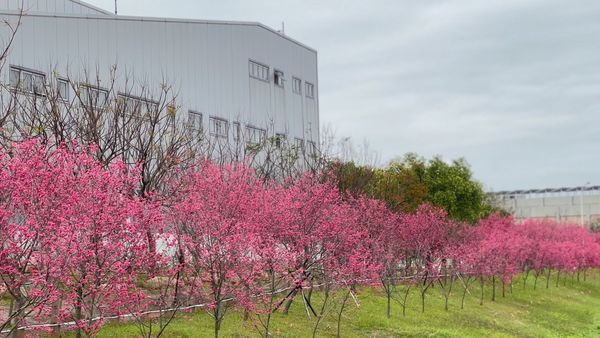 ▲▼台中賞櫻玩樂園。（圖／麗寶樂園渡假園區提供）