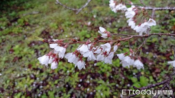 ▲春季是赴奧萬大賞櫻、觀鳥的好時機。（圖／林務局南投林管處提供）