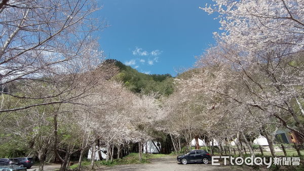 ▲春季是赴奧萬大賞櫻、觀鳥的好時機（下同）。（圖／林務局南投林管處提供）