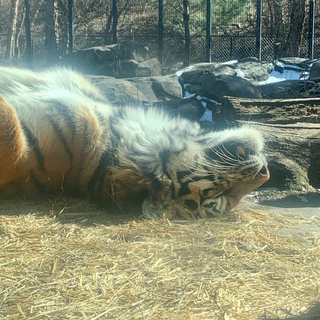 老虎曬太陽。（圖／翻攝自Blank Park Zoo）