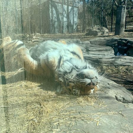 老虎曬太陽。（圖／翻攝自Blank Park Zoo）