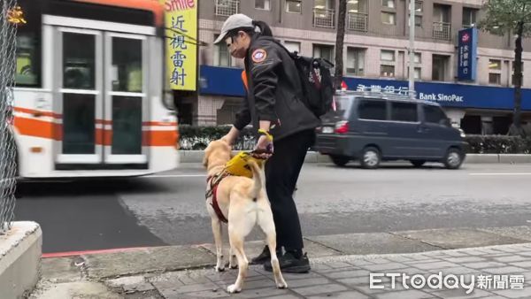 ▲▼拉不拉多犬導盲「路考」超自信　帶蒙眼師下階梯找座位小case！。（圖／惠光導盲犬學校提供）