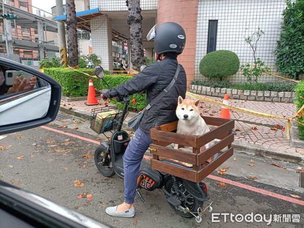 ▲路邊驚見「好命柴」坐專屬車車兜風！　網友羨：可愛就是有特權。（圖／有點毛毛的／陳姓網友提供，請勿隨意翻拍，以免侵權。）