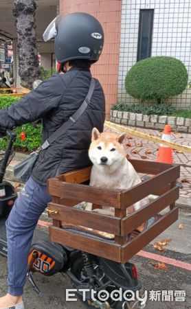 ▲柴犬：可愛的狗狗才能坐喔～（圖／有點毛毛的／陳姓網友提供，請勿隨意翻拍，以免侵權，下同）