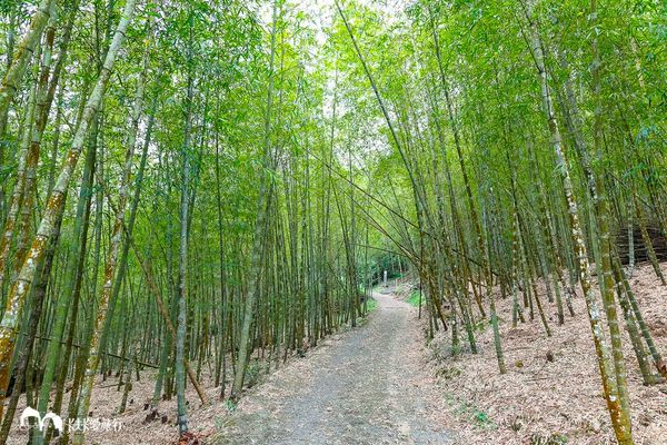 ▲▼太興岩景觀茶園步道與出水坑步道。（圖／卡夫卡愛旅行授權提供，下同，請勿隨意翻攝以免侵權）