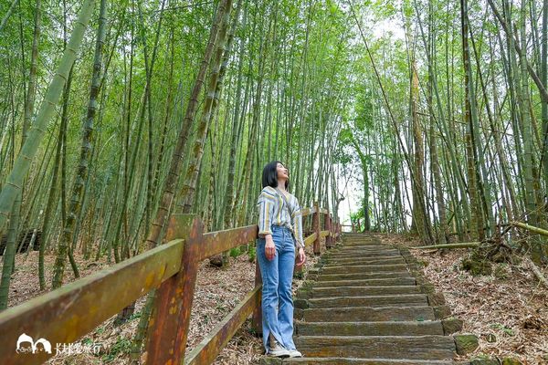 ▲▼太興岩景觀茶園步道與出水坑步道。（圖／卡夫卡愛旅行授權提供，下同，請勿隨意翻攝以免侵權）