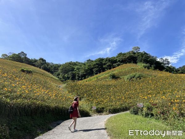 ▲▼台東天山農場金針花海。（圖／記者周姈姈攝）