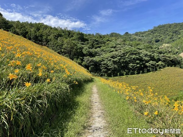 ▲▼台東天山農場金針花海。（圖／記者周姈姈攝）