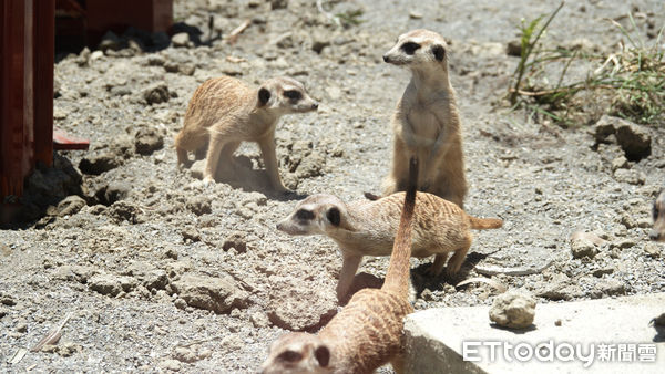 ▲頑皮世界野生動物園全新打造的沙漠動植物區「古掌聚落」，將於7月2日上午10時30分舉辦開幕活動，讓沙漠動物們正式「入厝」。（圖／記者林悅翻攝，下同）