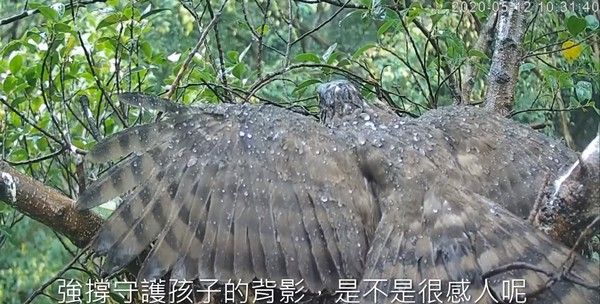 ▲▼最帥媽媽！為寶寶擋雨、親子吃播秀　回顧「黃恩萼女王」霸氣身影。（圖／翻攝自台灣猛禽研究會）