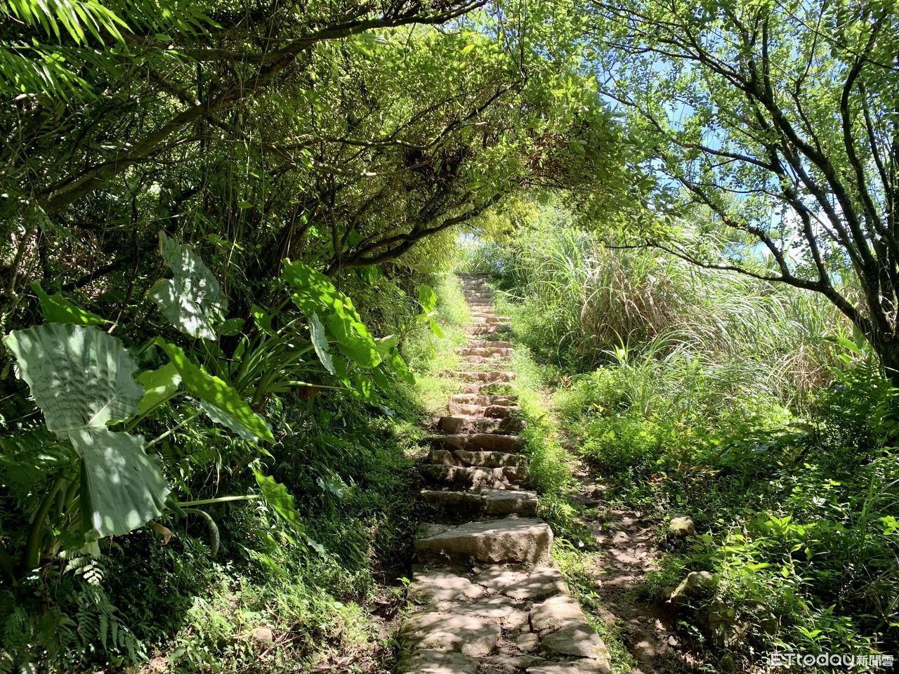 ▲「頂山石梯嶺步道」從風櫃嘴至北五指山草原，沿途會經過柳杉造林地。（圖／記者彭懷玉攝）