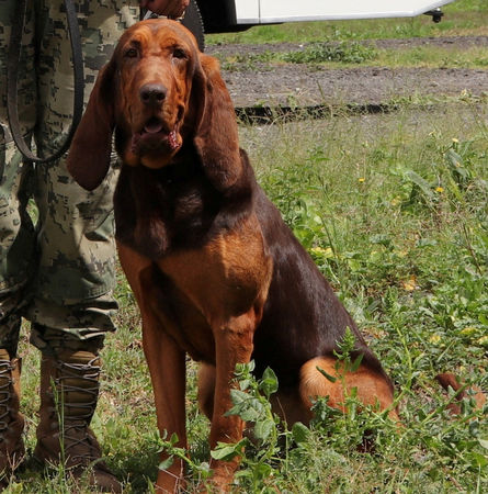 ▲▼軍犬Max立大功捕獲墨西哥毒梟「教父」　正臉憂鬱帥照曝光。（圖／路透）