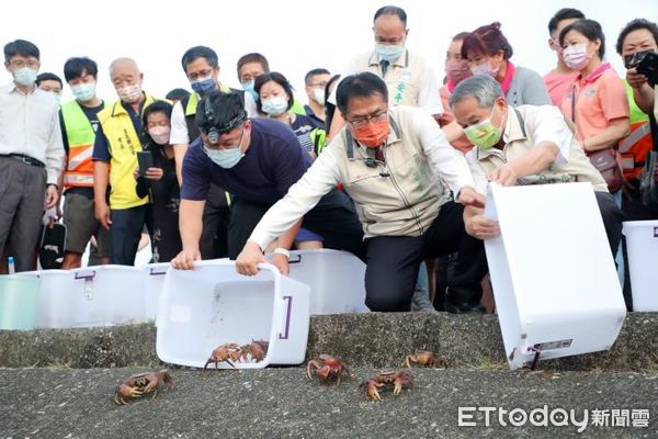 ▲市長黃偉哲，傍晚出席農業局舉辦的鹽水溪堤岸護送陸蟹上岸釋幼活動，呼籲市民愛護生態攜手護蟹。（圖／記者林悅翻攝，下同）