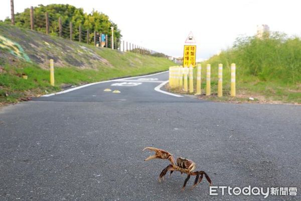 ▲市長黃偉哲，傍晚出席農業局舉辦的鹽水溪堤岸護送陸蟹上岸釋幼活動，呼籲市民愛護生態攜手護蟹。（圖／記者林悅翻攝，下同）