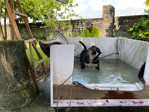 ▲▼惡霸犬愛上鄰居家「吹電扇玩水」每天串門子　媽笑：要吃飯才回來。（圖／有點毛毛的／內有惡霸-小心被萌粉專提供）