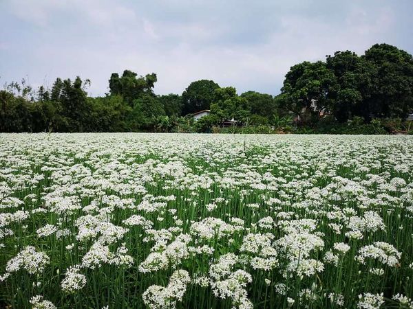 ▲大溪中庄韭菜花田。（圖／翻攝自桃園觀光導覽網）