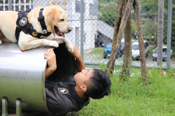 ▲▼任務圓滿達成！「毛警官」多多光榮退休　回新家享受狗生。（圖／翻攝自臉書粉專「NPA 署長室」）