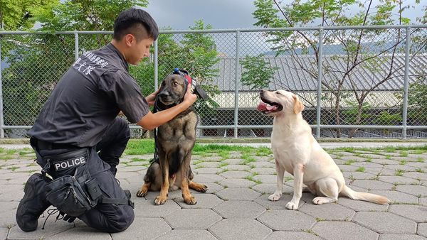 ▲▼任務圓滿達成！「毛警官」多多光榮退休　回新家享受狗生。（圖／翻攝自臉書粉專「NPA 署長室」）